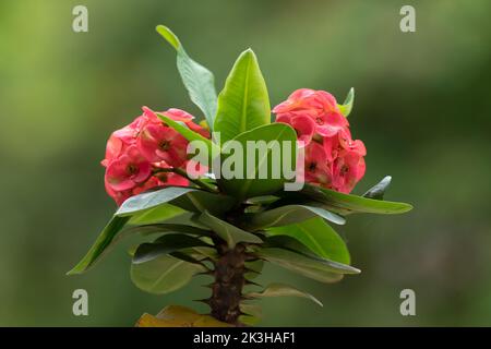 Bella corona rossa di spine (Euphorbia milii) fiori nel giardino a Mangalore, India. Chiamato anche pianta di Cristo o spina di Cristo. Foto Stock