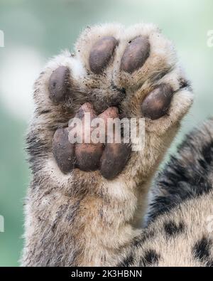 Zampa snow leopard Foto Stock