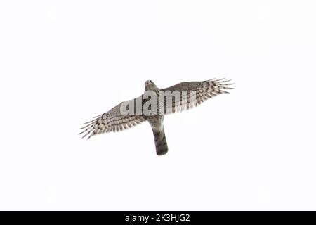 Sparrowwk (Accipiter nisus) maschio volante Norfolk GB UK Luglio 2022 Foto Stock