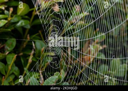 Primo piano di una ragnatela di ragno con gocce di rugiada su sfondo verde Foto Stock