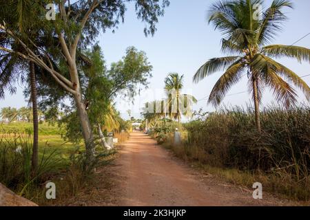 Strada sterrata e campi di agricoltori con palme e campi di riso secco in Africa occidentale Foto Stock