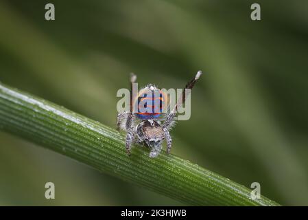 Maschio Spider Peacock, Maratus speciosus, che mostra per una femmina Foto Stock
