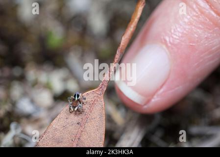 Maschio Maratus crisomelas con dito per scala Foto Stock