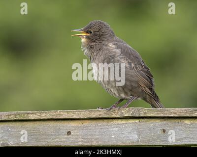 Starling, Sturnus vulgaris, pulcino in fuga che implora Norfolk, maggio Foto Stock