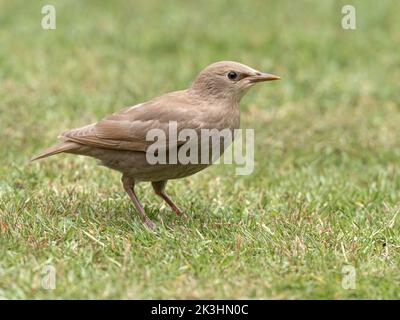 Starling, Sturnus vulgaris, giovane uccello leucistico su un giardino prato Norfolk maggio Foto Stock