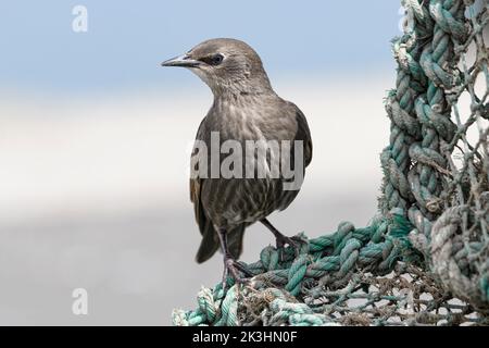 Starling, Sturnus vulgaris, giovane uccello sedette su un rametto piatto, Northumberland giugno Foto Stock