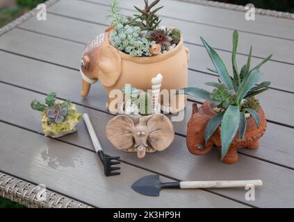 Vari tipi di succulenti piantati in ceramica argilla bei vasi in forma di elefanti e attrezzi da giardinaggio sul tavolo. Hobby per crescere indoor Foto Stock