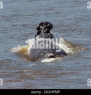 Un toro territoriale Hippo affondo in acqua con bocca agape. Tali display inviano un chiaro segnale ad altri maschi di non invadenza sul suo territorio Foto Stock