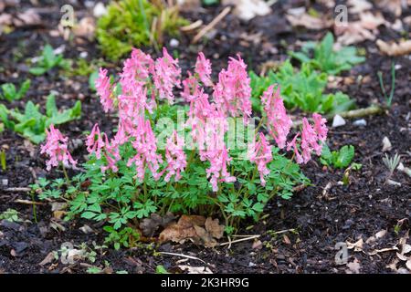 Corydalis solida 'Viola uccello', fumewort, uccello in un Bush. Fiori viola tubolari in primavera Foto Stock