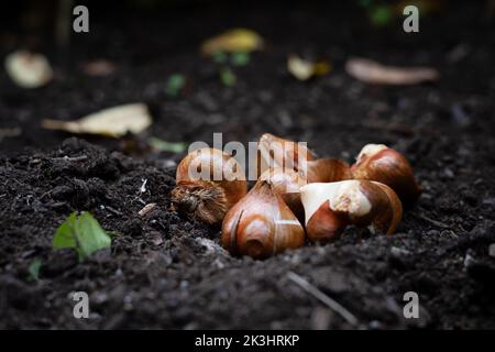 Bulbi tulipani all'aperto nel giardino. Concetto di piantare tulipani nel suolo. Foto Stock