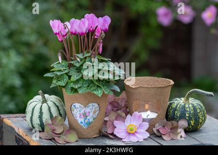 arrangiamento con fiore di ciclamino rosa in vaso con ornamento cardiaco Foto Stock