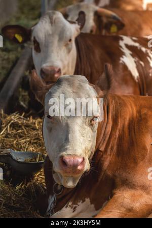 Holstein bovini friesiani in azienda casearia noto per l'alta produzione di latte, focus selettivo Foto Stock