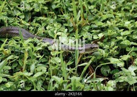 Serpente australiano molto velenoso, Tropidatis carinatus, che scivola attraverso la copertura verde. Queensland, Australia. Foto Stock