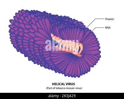 Virus vegetale | virus elicoidale | virus RNA Illustrazione Vettoriale