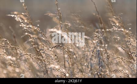 Un prato illuminato dal sole, chiave alta, grande immagine orizzontale Foto Stock
