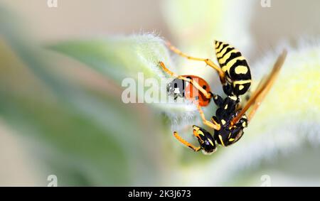 Macro di una vespa che si arrampica su un ladybird, fondo morbido, orizzontale, copia spazio Foto Stock