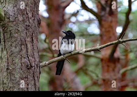 Un primo piano di un uccello magpie bianco nero arroccato su un ramo nella foresta di Formby, Merseyside Foto Stock