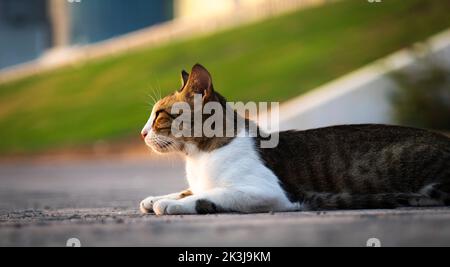 Gatto fuori in strada Foto Stock