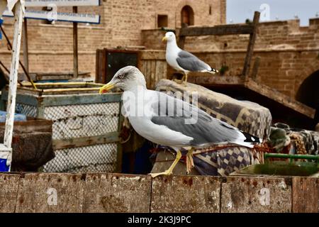 Gabbiani nel porto dei pescatori di Essaouira Foto Stock