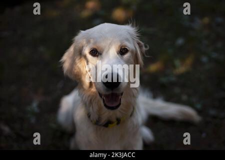 Ritratto Golden Retriever. Giovane cane color crema che guarda interessato alla macchina fotografica. Foto Stock