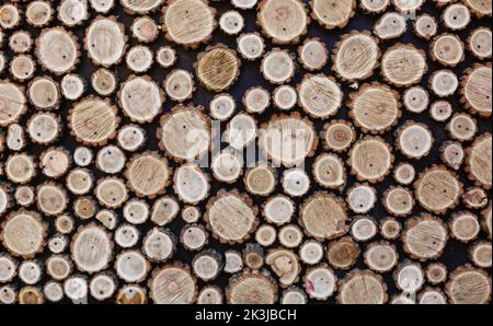 Grande parete di una pila di ciocchi di legna che mostra decolorazione naturale Foto Stock