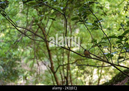 Un adorabile chaffinch comune arroccato su un ramo d'albero nel bosco Foto Stock