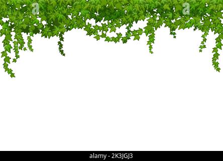 Ivy liana con foglie verdi, rami di vite tropicali di fitti forestali, telaio vettoriale. Rami di liana tropicale della foresta pluviale con foglie verdi, foresta o giardino di edera bordo di tuorlo Illustrazione Vettoriale
