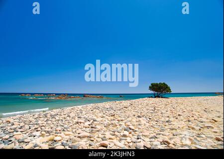 Juniper, Lispedda, Cardedu, Ogliastra, Sardegna, Italia Foto Stock