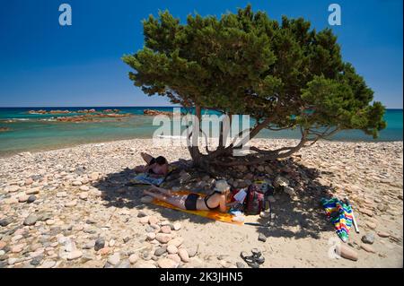 Juniper, Lispedda, Cardedu, Ogliastra, Sardegna, Italia Foto Stock