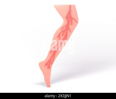 3d illustrazione del sistema circolatorio in una gamba. Rendering piano dell'anatomia. Arterie. Foto Stock