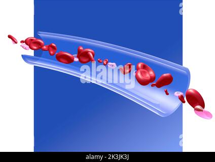 Rappresentazione 3D anatomica dei globuli rossi nella circolazione sanguigna. Vetro capillare trasparente su sfondo blu e bianco. Foto Stock