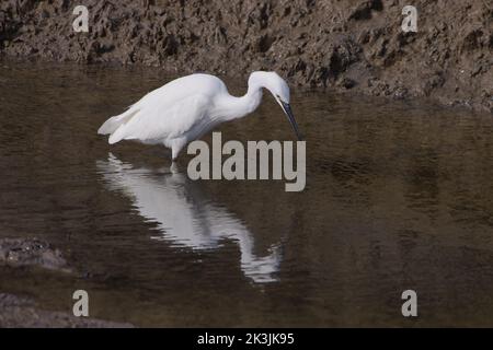 Un piccolo gretta, la garzetta di Egretta alla ricerca di cibo in un torrente di salpalude a Blakeney, Norfolk Foto Stock