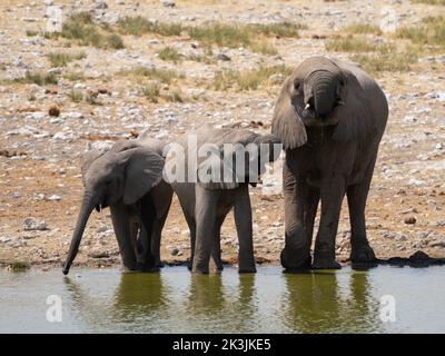 Famiglia di elefanti che beve in una buca d'acqua nel parco nazionale di Etosha, Namibia. Foto Stock