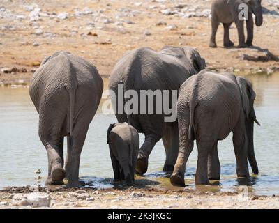 Famiglia di elefanti dalla vista posteriore in una buca d'acqua in Etosha Nationalpark, Namibia. Foto Stock