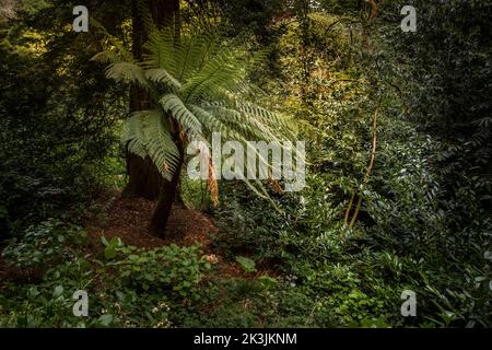 Un Dicksonia antartide che cresce nel selvaggio sub-tropicale Penjjick Garden in Cornovaglia. Penjerrick Garden è riconosciuto come Cornovaglia vero giardino della giungla Foto Stock