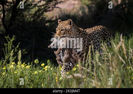 Leopardo femmina (Panthera pardus) che trasporta cuccioli a New den, Kgalagadi Transborder Park, Sudafrica, Foto Stock