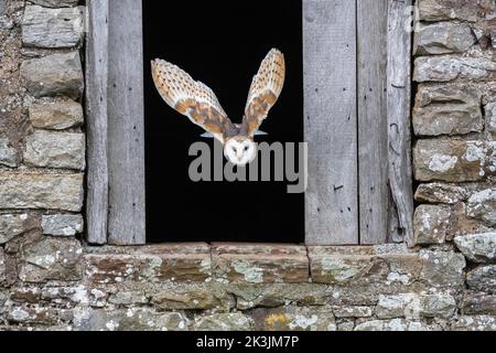 Gallina (Typto alba) che vola fuori dal granaio, controllato, Cumbria, Regno Unito Foto Stock