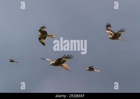 Aquiloni rossi (Milvus milvus), Belly Slack Farm, Dumfries & Galloway, Scozia, Regno Unito Foto Stock