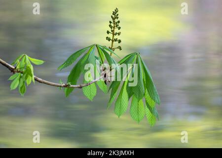 Castagno di cavallo (Aesculus hippocastanum) con fiore 'candela', Bolam Lake Country Park, Northumberland, Regno Unito Foto Stock