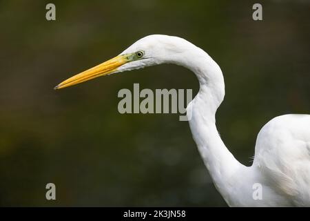 Grande Egret bianco che guarda per le preda Foto Stock