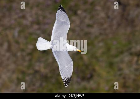 Aringa Gabbiano in volo Foto Stock