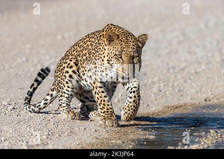 Leopardo maschio (Panthera pardus) al Puddle dopo la pioggia, Kgalagadi Transfrontier Park, Sudafrica, gennaio 2022 Foto Stock