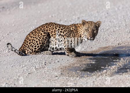 Leopardo maschio (Panthera pardus) al Puddle dopo la pioggia, Kgalagadi Transfrontier Park, Sudafrica, gennaio 2022 Foto Stock