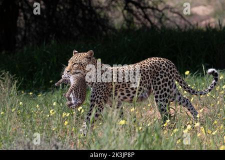 Leopardo femmina (Panthera pardus) che trasporta cuccioli a New den, Kgalagadi Transborder Park, Sudafrica, Foto Stock