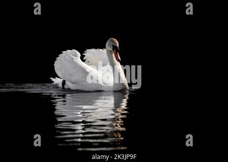 Mute Swan (Cygnus olor), Bolam Lake Country Park, Northumberland, Regno Unito Foto Stock