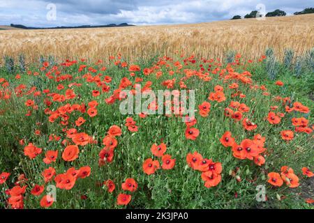 Papavero comune (Papaver rhoeas), valle del Nord Tyne, Northumberland, Regno Unito Foto Stock