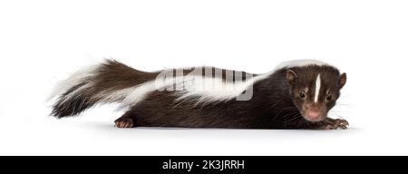Carino classico marrone con striato bianco giovane skunk aka Mephitis mephitis, che si adagia lungo le vie laterali piatte. Guardando verso la fotocamera. Isolato su una parte posteriore bianca Foto Stock