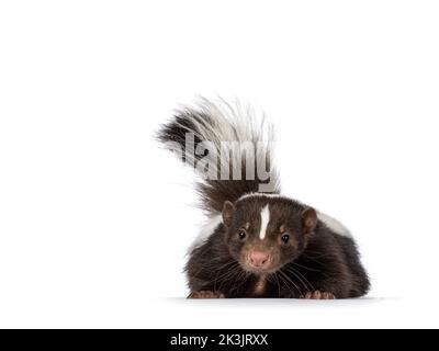 Carino classico marrone con striato bianco giovane skunk aka Mephitis mephitis, posando piano di fronte. Guardando verso la telecamera con la coda in alto. ISO Foto Stock