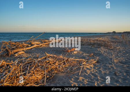 Canne di legno lavate in spiaggia dopo la tempesta invernale, Malaga, Spagna. Foto Stock