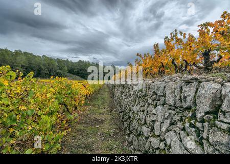 Vista panoramica del vigneto in Provenza sud della Francia contro le nuvole di tempesta autunnale Foto Stock